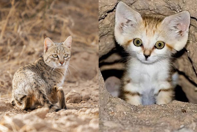 Kinh ngạc trước loài mèo sa mạc nhỏ nhất thế giới: 'Bé nhưng có võ', nhịn khát cả tháng vẫn khỏe re