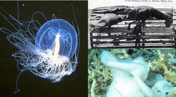 5 loài vật ‘trường sinh bất lão’, có khả năng ‘cải lão hoàn đồng’: 1 loài là linh vật của Việt Nam