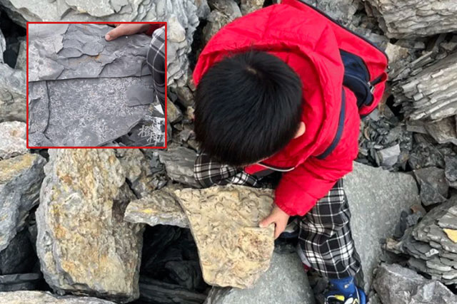 Đi leo núi và chơi đào kho báu cùng cha, bé trai 5 tuổi hét lớn khi tìm thấy hóa thạch 500 triệu năm