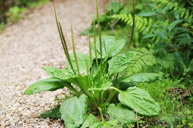 Cây Mã Đề là cây gì và có công dụng thế nào đối với sức khỏe?