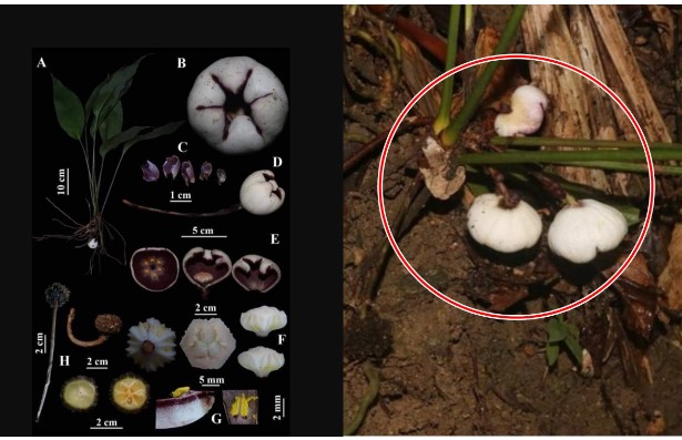 Loài thực vật mới của thế giới chỉ duy nhất xuất hiện ở Việt Nam: Được đặt tên đậm chất 'nước nhà'