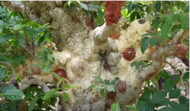 Cây cảnh có hình dáng tựa ‘cây đèn thần’ duy nhất ở Việt Nam: 300 năm tuổi, cao 4m, có gái 69 tỷ