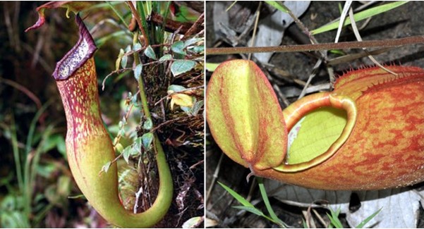 Loài cây ‘ăn thịt’ từng biến mất ở Việt Nam 100 năm trước nay tái xuất thần kỳ, có rất ít cá thể ngoài tự nhiên