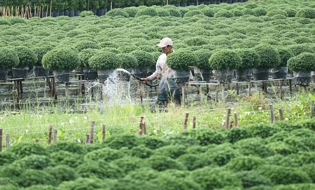 Hoa, kiểng miền Tây vào vụ