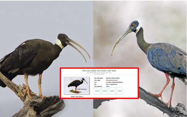 Loài chim Việt Nam quý hiếm bậc nhất sách đỏ thế giới: Đã biến mất hoàn toàn ở miền Nam, cận kề bờ vực tuyệt chủng