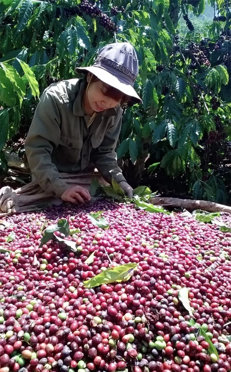 Giá nông sản ngày 4/12/2023: Cà phê đạt gần 60.000 đồng/kg, hồ tiêu giữ ổn định