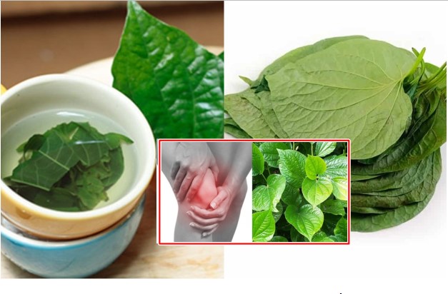 Loại lá cây thơm phức mọc đầy vườn nhà người Việt hoá ra lại là 'thần dược' chữa đau nhức!