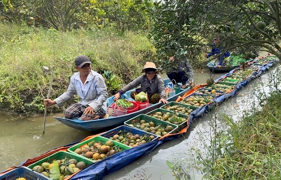 Giá cam sành giảm thê thảm, nông dân miền Tây đối diện thua lỗ