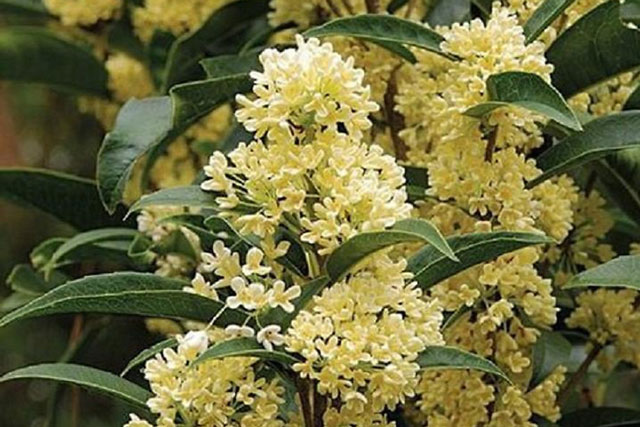 Cây này hợp với cả 5 mệnh, trồng một cây trước nhà như chôn hũ vàng vừa hút tài lộc vừa trị bệnh