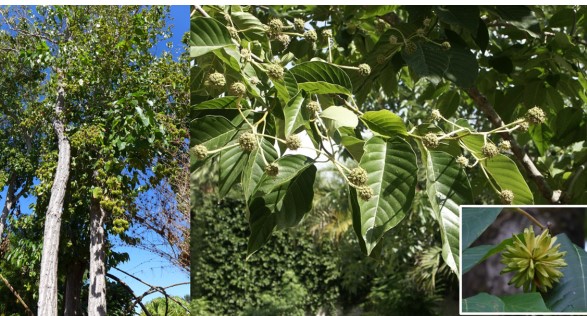 Loại cây gỗ từng là ‘báu vật’ cấp quốc gia: Hoa là ‘thần dược’ có thể chữa ung thư, thân gỗ làm giấy