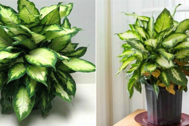 Những người tuổi này trồng cây vạn niên thanh như rồng cưỡi mây, tiền tài như nước, sức khỏe vô biên