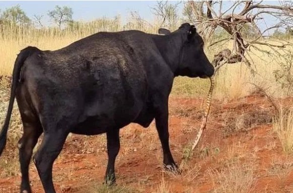 Kỳ quái 'bò tót ăn rắn' ở Australia, các chuyên gia kết luận: sự 'suy thoái bản năng' của con người là điều tốt