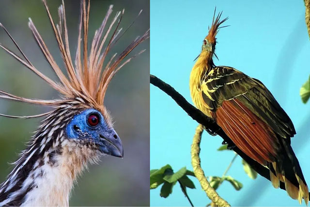 Loài gà bí ẩn nhất hành tinh: Bay lượn như chim, mới đẻ ra đã có móng vuốt ở cánh