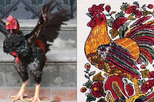 Loài gà Việt Nam xuất hiện trong tranh Đông Hồ suýt tuyệt chủng, nay hồi sinh kỳ diệu, giá bạc triệu