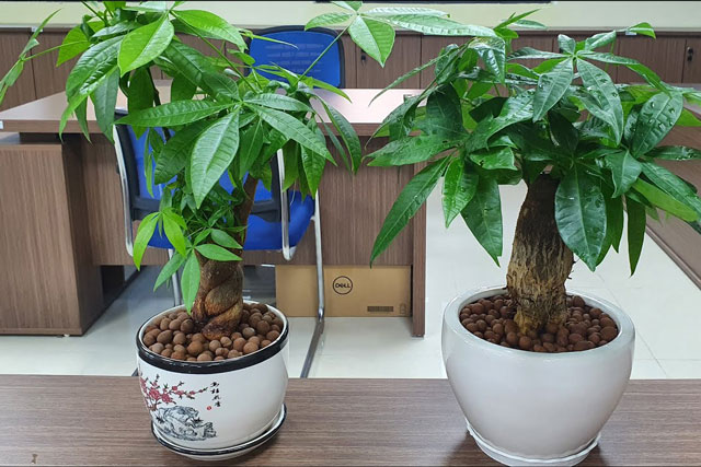 Người thuộc 2 tuổi này trồng cây kim ngân như hổ mọc thêm cánh, lộc đến ầm ầm