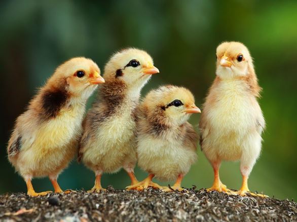 Làm thế nào để phân biệt gà trống và mái khi mới nở?