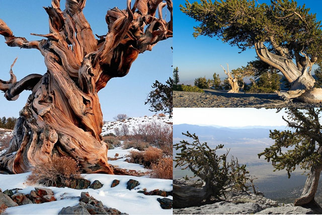 Bí ẩn loài ‘mộc tinh’ tuổi thọ lớn nhất Trái đất, tồn tại hàng nghìn năm, xuất hiện trước cả Kim Tự Tháp