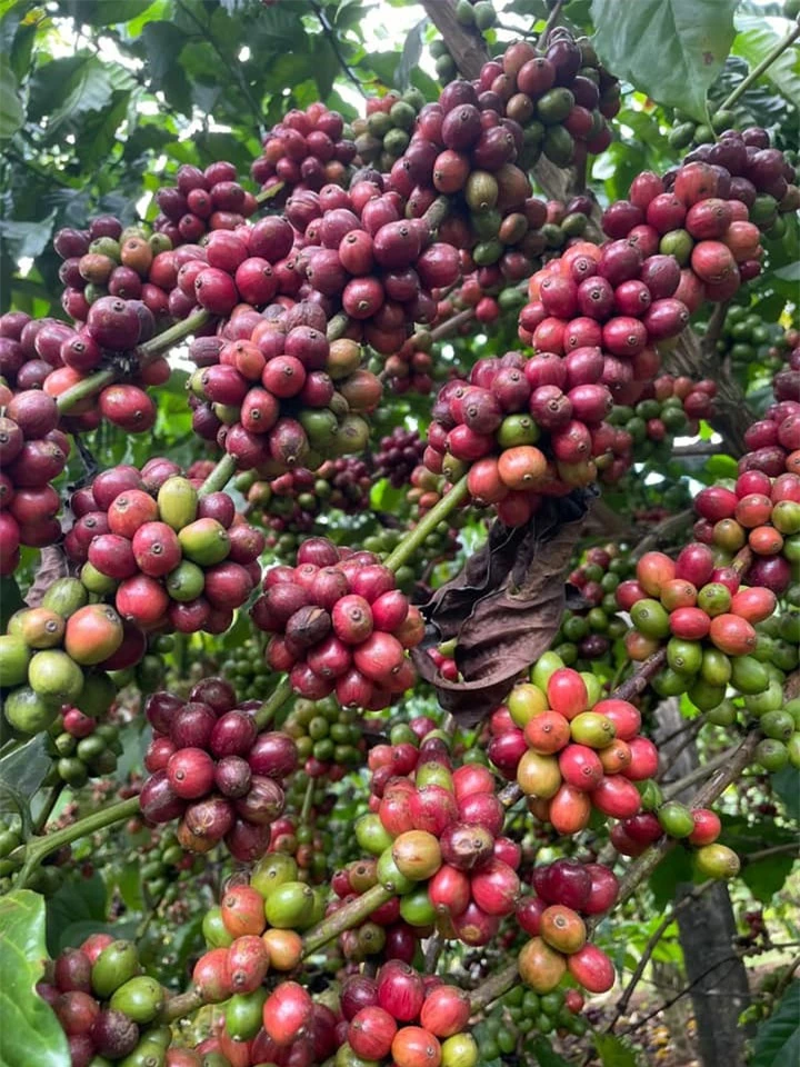 Giá nông sản ngày 5/12/2023: Cà phê giảm, hồ tiêu tăng 500 đồng/kg