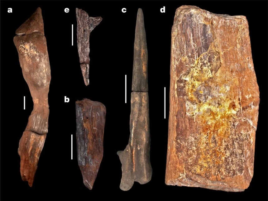 Hiện vật gỗ 500 nghìn năm tuổi hé lộ bí mật về tổ tiên loài người - Ảnh 1.