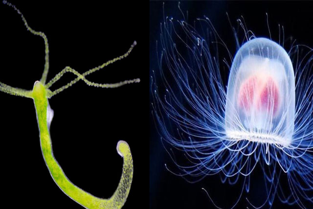 Top những sinh vật ‘sống lâu trăm tuổi’ trên thế giới, vị trí số 1 gây bất ngờ khi bất tử?