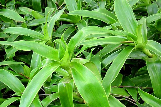 Cây này trồng trong nhà thành 'thần dược' quý hơn vàng, trồng 1 cây đủ phát tài, trường thọ, khỏe mạnh quanh năm