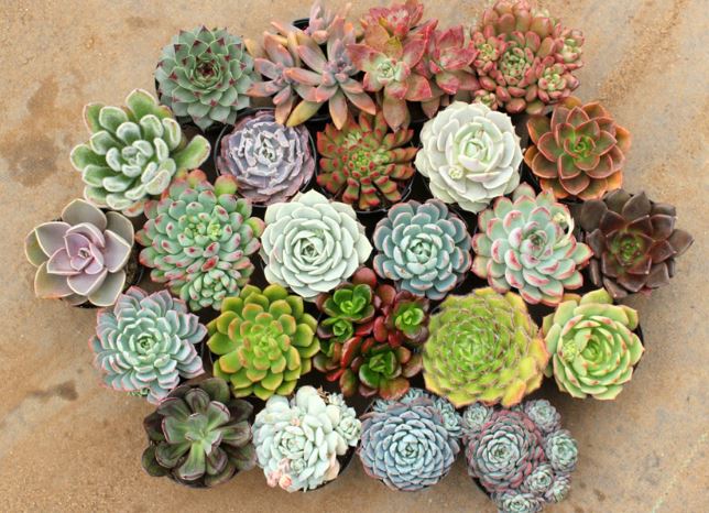 Những loại cây nên trồng ở ban công để chiêu tài hút lộc