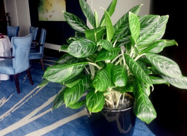 6 loại cây phong thủy đón tài lộc, may mắn, vô cùng phù hợp cho người mệnh Hỏa