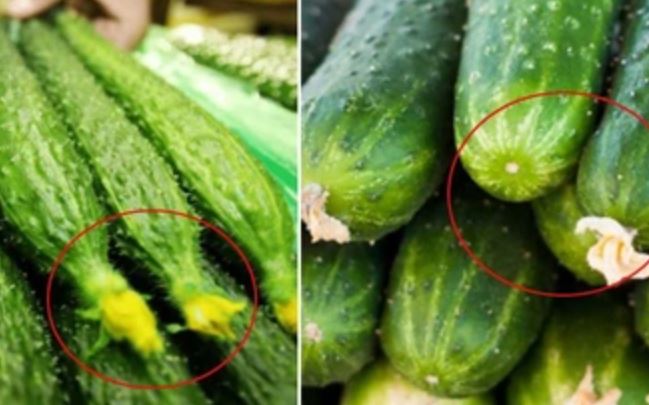 Mua dưa chuột khéo nhìn những điểm này sẽ chọn được quả ngon, không hề đắng