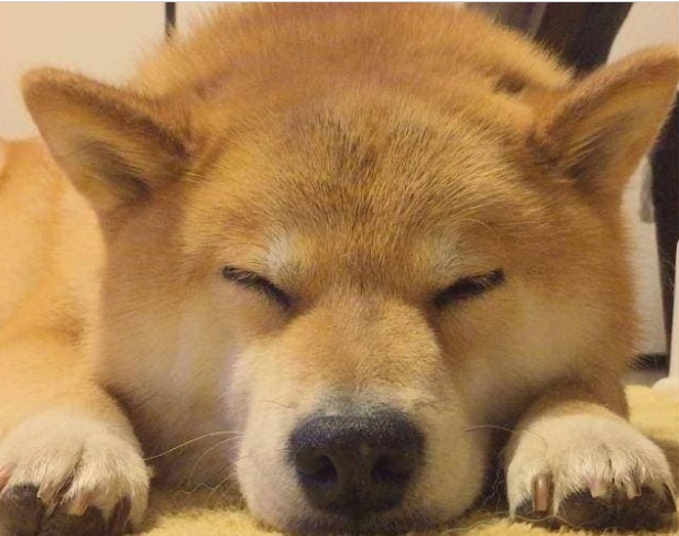 Tại sao hầu hết các loài động vật đều nằm sấp khi ngủ, trong khi con người lại nằm ngửa khi ngủ?