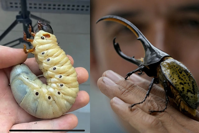 Khám phá loài côn trùng bay lớn nhất thế giới có tên giống một vị thần, vẻ ngoài hung dữ nhưng vô hại