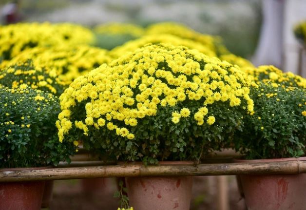 Những cây hoa hợp phong thủy không thể thiếu trong nhà ngày Tết