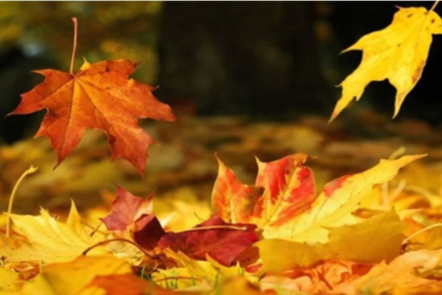 Người xưa nói không sai 'cây rung lá rụng người rung phúc bạc', rất nhiều người mắc khiến mất phước, nghèo mạt kiếp