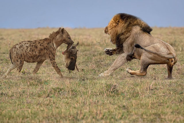 CLIP: Linh cẩu cướp mồi của báo săn, nhưng cuối cùng vẫn phải chịu đói trước sư tử