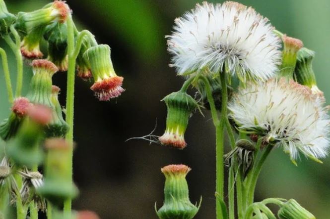 Rau tàu bay có công dụng gì đối với sức khỏe?