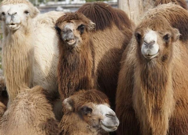 Nghiên cứu mới cho thấy tổ tiên của loài lạc đà có nguồn gốc từ Bắc Mỹ