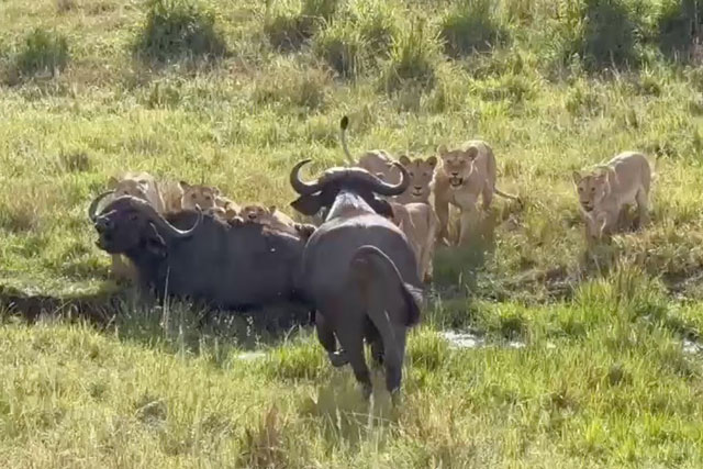 CLIP: Khi thấy đồng loại bị sư tử bắt, trâu rừng liền lao tới tấn công nhưng rồi lại bỏ chạy vì đối thủ quá đông