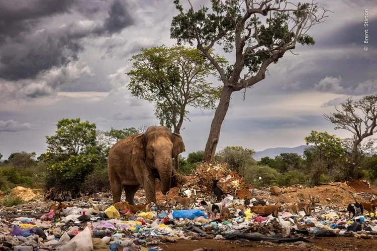 Tác phẩm kể về một chú voi đang hái rau và trái cây tại một bãi rác. Ảnh: Brent Stirton.