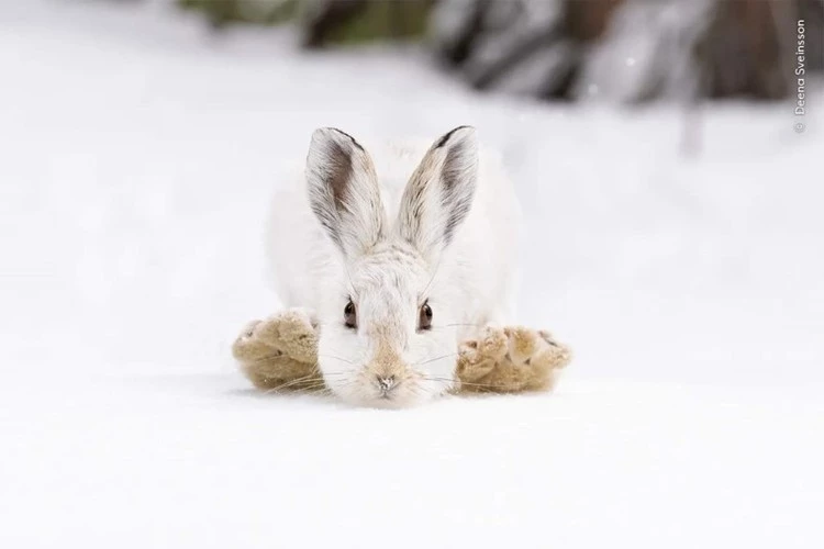 Bàn chân thích nghi của loài thỏ này có biệt danh là giày đi tuyết. Ảnh: Deena Sveinsson.
