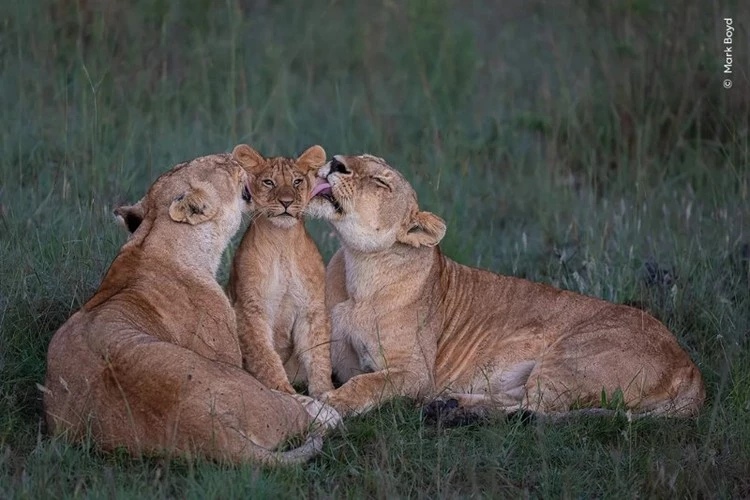 Tác phẩm “cùng nuôi dạy” một chú sư tử con ở Kenya. Ảnh: Mark Boyd.