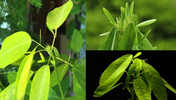 Bí ẩn loài cây của Việt Nam hễ nghe thấy nhạc là tự nhảy múa, nhiều người chưa từng thấy