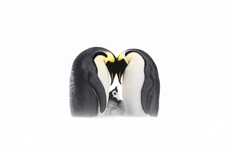 Huy chương bạc thuộc về Thomas Vijayan với tác phẩm về gia đình chim cánh cụt.