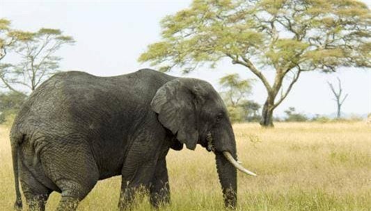 voi-huou (1).jpeg 1 nhà vệ sinh, voi, hươu cao cổ, wc, biển báo, cửa nhà vệ sinh