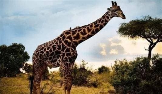 voi-huou (1).jpeg 3 nhà vệ sinh, voi, hươu cao cổ, wc, biển báo, cửa nhà vệ sinh