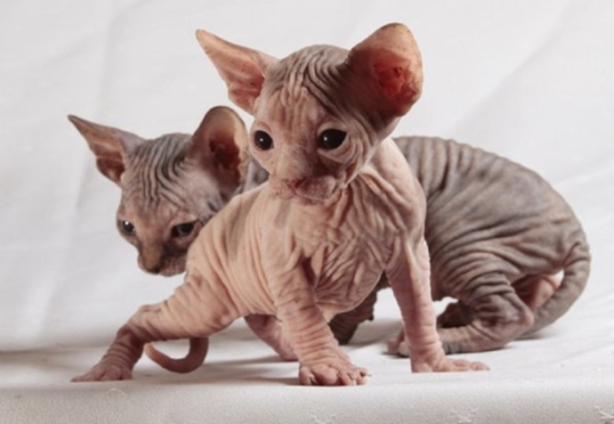 Loài mèo ‘kinh dị nhất thế giới’ nhưng lại có giá hàng trăm triệu đồng, được cả thế giới săn lùng