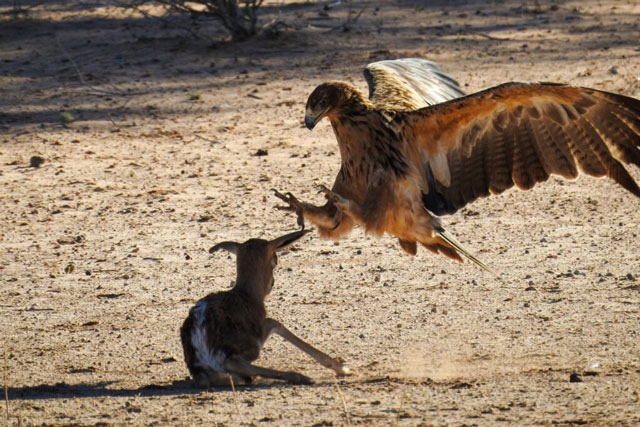 CLIP: Linh dương mới sinh quá đen đủi, đã bị dị tật lại còn rơi vào tầm ngắm của đại bàng