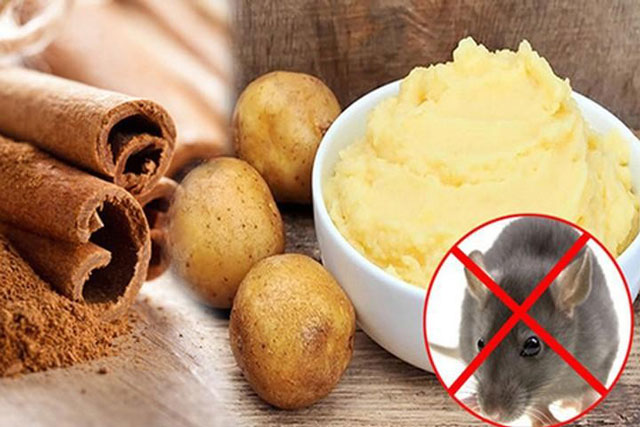 Cách đuổi chuột bằng thảo mộc vô cùng hiệu quả