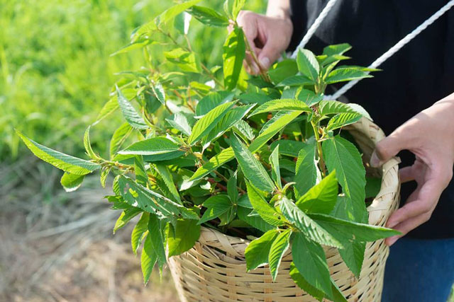 Loại rau 'tiến Pharaoh' bị nhầm là thần dược