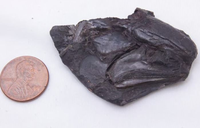 Phát hiện bộ não của động vật có xương sống lâu đời nhất thế giới