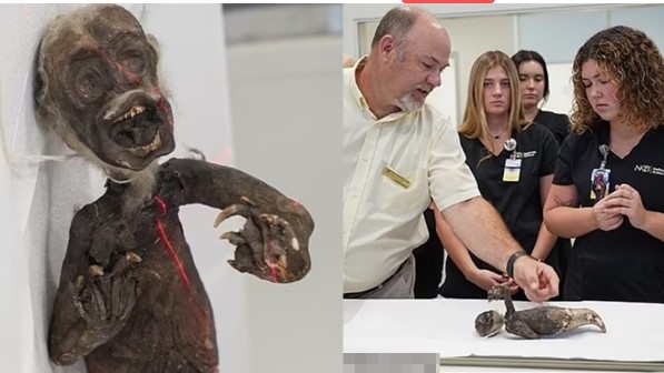 Phơi bày cú lừa thế kỷ về xác ướp ‘nàng tiên cá’ 130 năm tuổi, cả thế giới sững sờ không dám tin