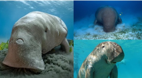 Việt Nam sở hữu loài cá khổng lồ có lông: Cả thế giới chung tay bảo vệ, là nàng tiên cá trong truyền thuyết?